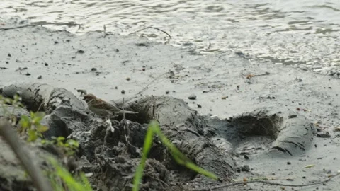 Small eurasian tree sparrow on muddy riverbank near bread piece Stock Footage 337753936