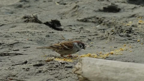 Small eurasian tree sparrow on muddy riverbank near bread piece Stock Footage 337753942