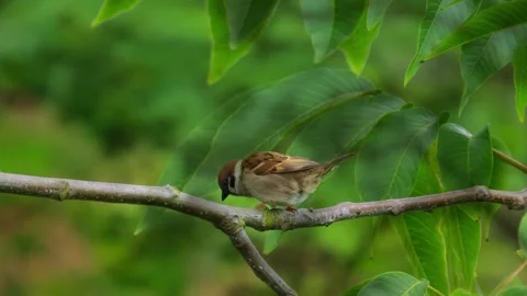 Small Eurasian Tree Sparrow Perched on a Tree Branch in a Lush Green Forest Stock Footage 342019481
