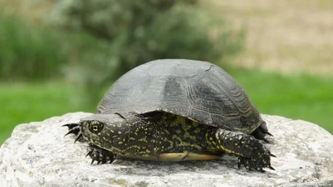 Small European bog turtle, on a blurred background Stock Footage 241708353