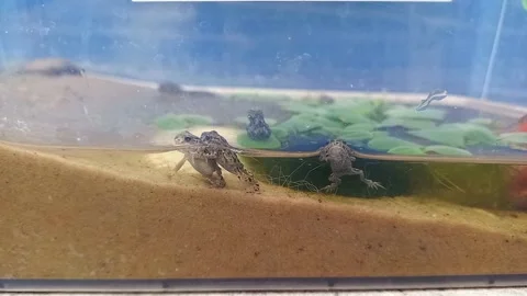 Small European green toads in plastic terrarium 動画素材 315533932