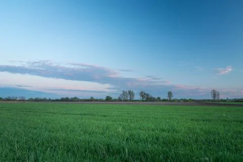 A small evening cloud in the sky and a green field with grain 库存照片
