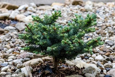 Small evergreen conifer tree with blue-green needles growing in a rocky gar.. Stock Photos