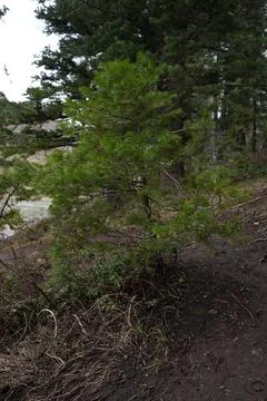 Small Evergreen Stock Photos