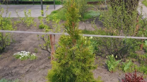 Small Evergreen Thuja Tree Growing in Backyard Garden During Spring Stock Footage 334120666