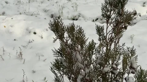 Small evergreen tree covered with fresh snow outdoors, winter nature scene with Stock Footage 336960413