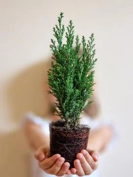 Small evergreen tree in hands Stock Photos