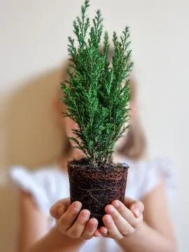 Small evergreen tree in hands Stock Photos