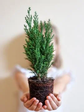 Small evergreen tree in hands Stock Photos