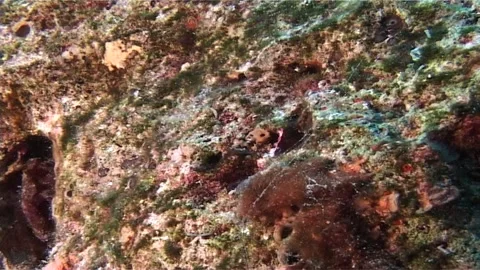 Small Ewa Fangblenny Inside Reef Hole, Zoom In Stock Footage 300856826