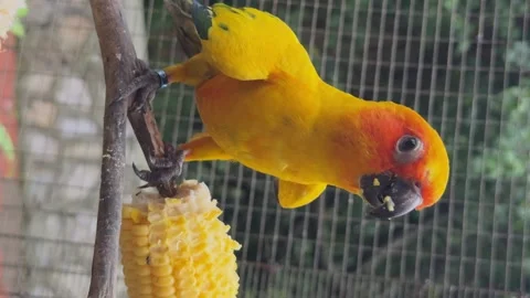 Small exotic bird sun parakeet parrot eats corn sits on tree branch Stock Footage 256620174