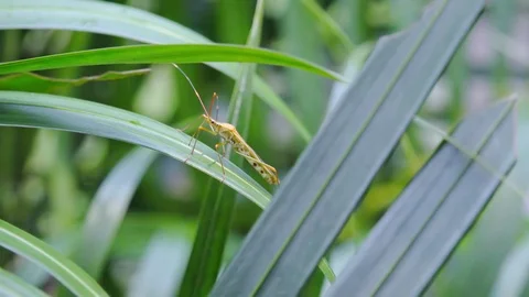 Small exotic bug clinging to leaf of tropical plant  Stock Footage 98800888