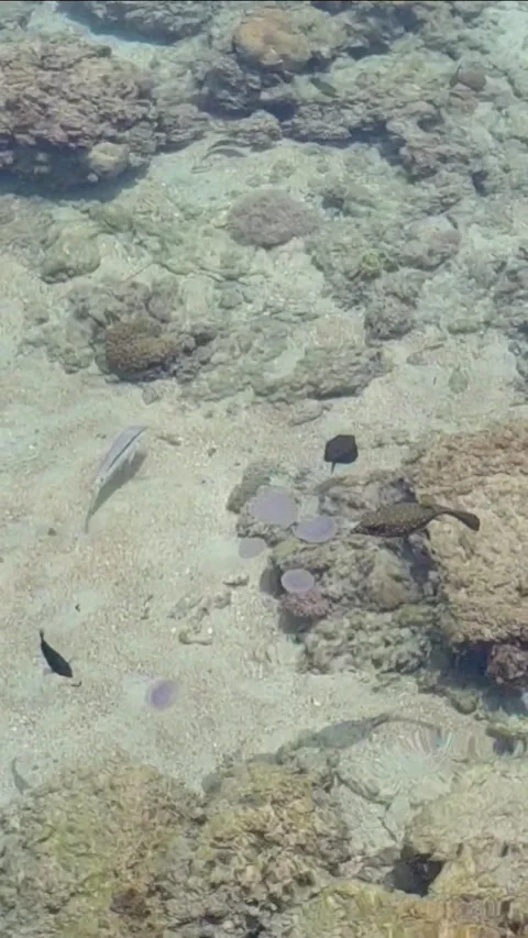 Small exotic fish and translucent round jellyfish swimming in the shallow Stock Footage 336300676