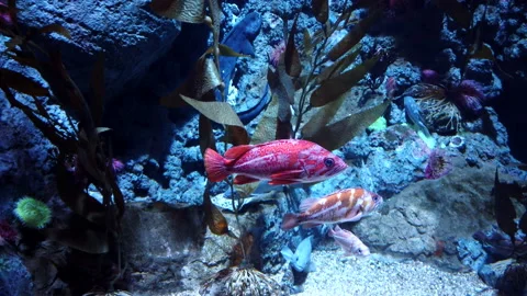 Small exotic ocean fish various type swimming among natural coral reef. Stock Footage 144653653