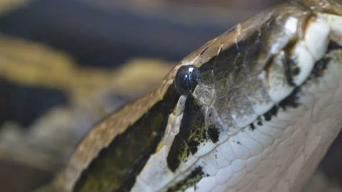 The small eyes of the boa constrictor snake Stock Footage 141671623
