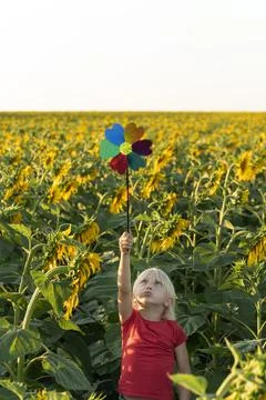 Small, fair-haired boy stands among field of sunflowers and raised windmill t 스톡 사진