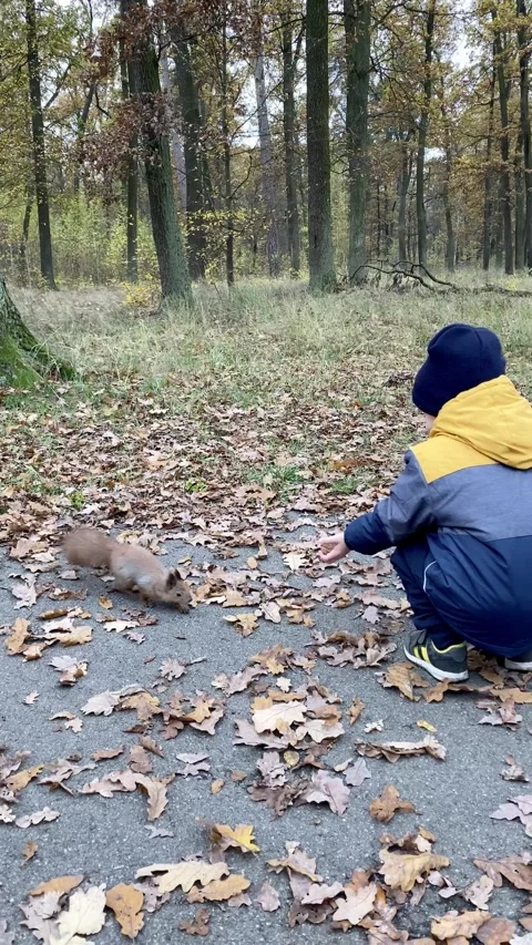A small fair-skinned child feeds a wild squirrel with walnuts in an autumn park. Stock Footage 142592130