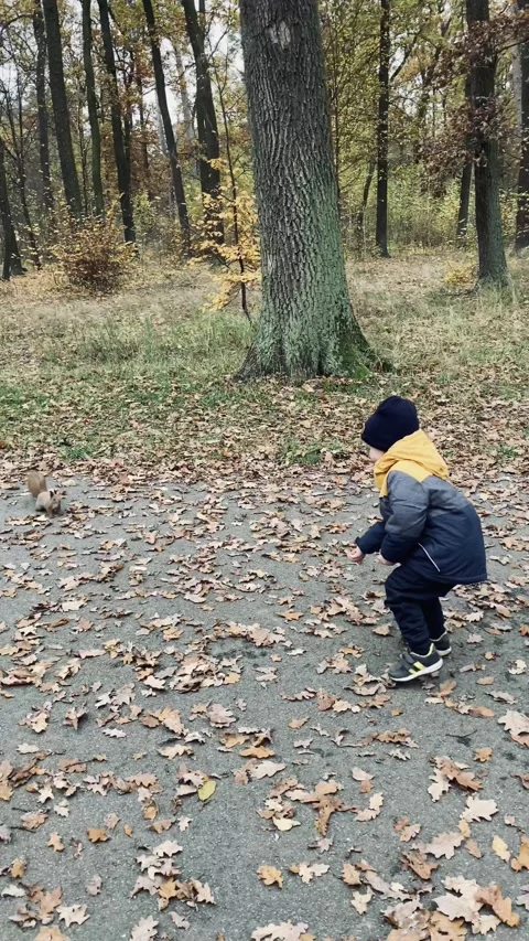 A small fair-skinned child feeds a wild squirrel with walnuts in an autumn park. Stock Footage 142592145