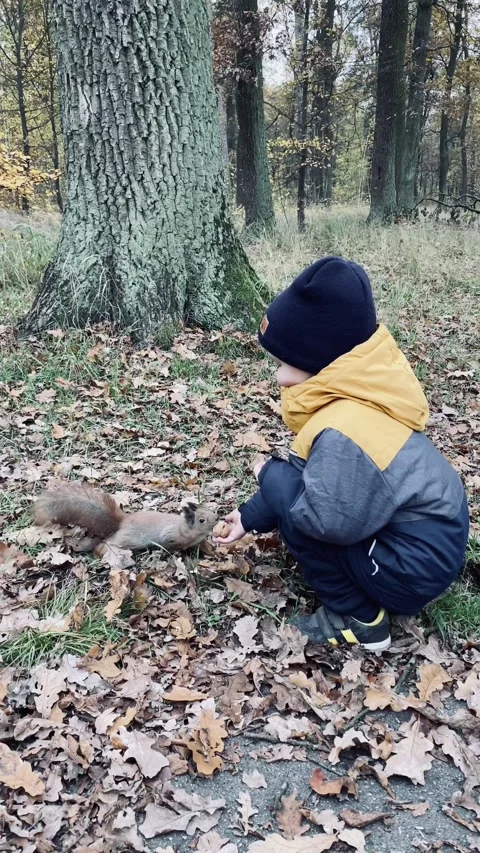A small fair-skinned child feeds a wild squirrel with walnuts in an autumn park. Stock Footage 142592166
