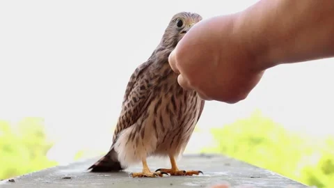 Small falcon being hand-fed while person gently holds its head Stock Footage 310967462