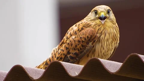A small falcon sitting  Stock Footage 254119455