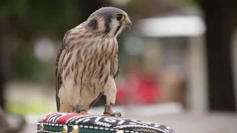 Small falcon slow motion Video stock 138402687