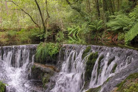 A small fall surrounded by green Stock Photos