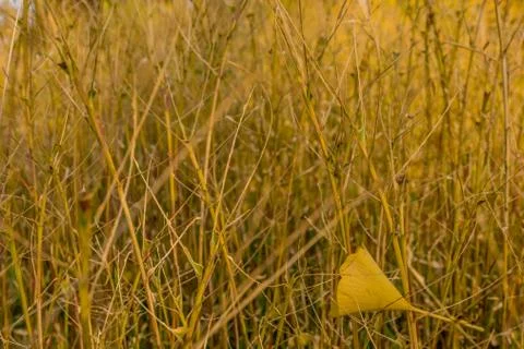 Small fallen yellow leaf Stock Photos