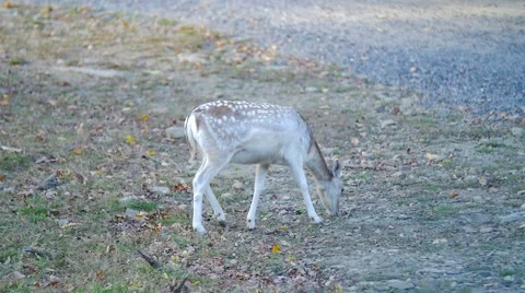 A small Fallow Deer looking for food in the grass beside a gravel road Vídeo Stock 62652414
