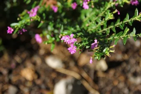 Small False heather Flower Stock Photos