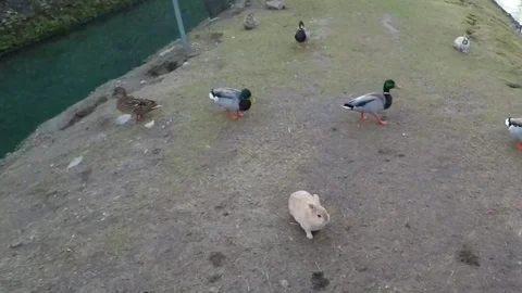 Small farm with animals Stock Footage 75034882