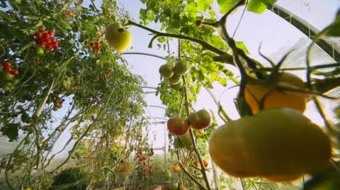 A small farm hothouse for agricultures Stock-Footage 68064220