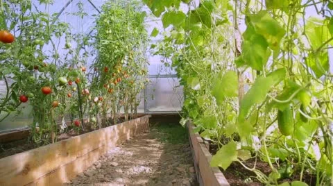 A small farm hothouse for agricultures Video stock 68064256
