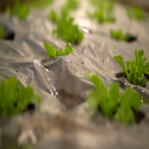 Small farm salad vegetable planting at night with house lighting Stock Footage