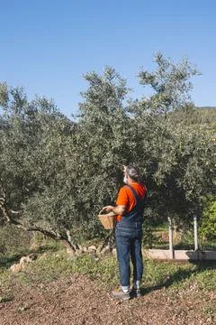 Small farmer picking olive harvest by hand Stock Photos