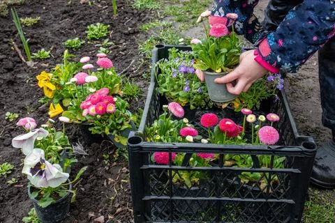 Small farmer pulls flower seedlings out of basket. Bellis perennis for Stock Photos