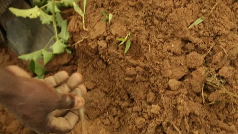 Small farmers planting soy (soya) bean seeds in a field in Nigeria, Africa. Stock Footage
