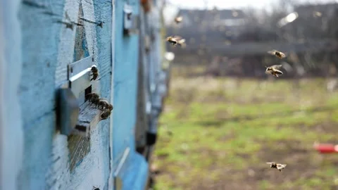 Small fast bees flying in and out of the hole in the hive Stock Footage 149275027