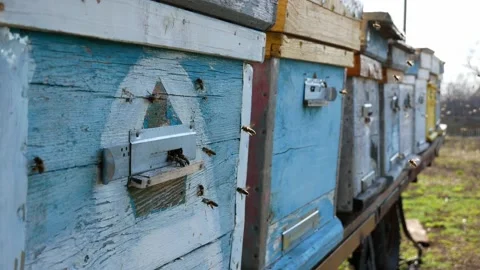 Small fast bees flying in and out of the hole in the hive Video stock 149275040