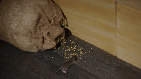 A small fast grey rat steals grain from a sack near a stone wall. Stock Footage 130056519