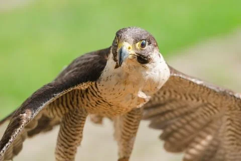 Small but fast predator bird falcon or hawk Stock-Fotos