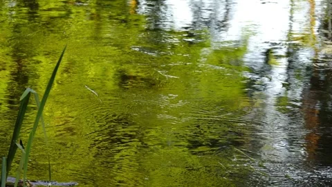 Small fast river flows through park in summer picturesque time. 스톡 동영상 214057097