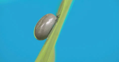 A small fat tick on the leaf 4k fs700 odyssey 7q 스톡 동영상 39653080