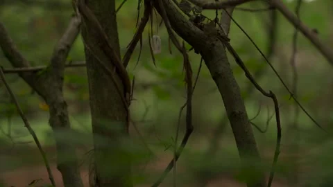 A small feather hanging from a tree in a dark woodland Vídeo Stock 252375477