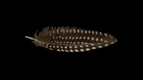 Small feather isolated Stock Photos