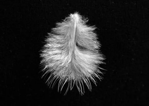 Small feather Foto stock