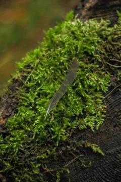 Small feather Stock Photos