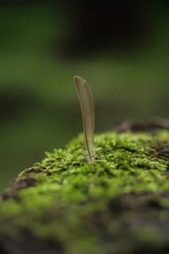 Small feather Stock Photos