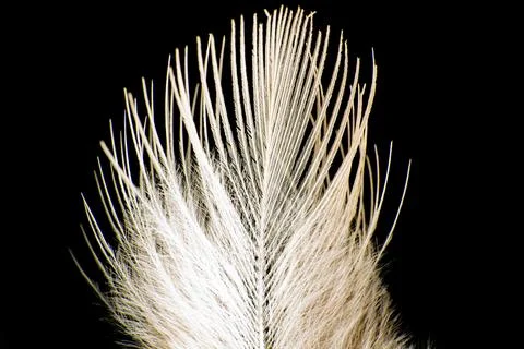 Small feather seen in very close detail through a macro lens, selective focus Stock Photos