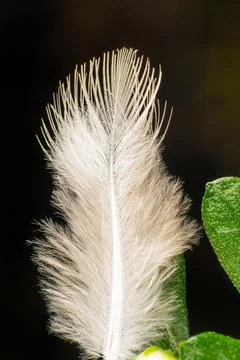 Small feather seen in very close detail through a macro lens, selective focus Stock Photos